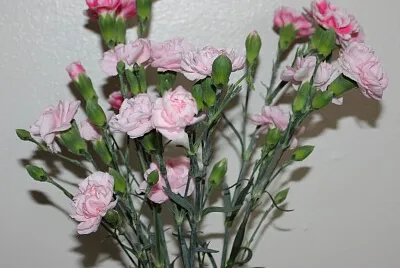 Carnation