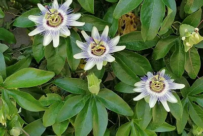 Un trio de passiflores