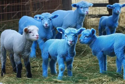 Blue baby sheep