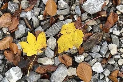 Leaves   Stones, Eibsee, Grainau