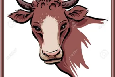 Tête de vache