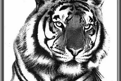 Dessin tête de tigre