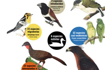 Cali Biodiversa - especies de aves