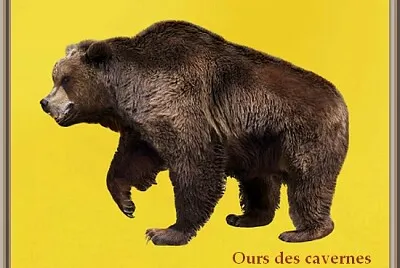 Ours des cavernes