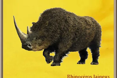 Rhinocéros laineux
