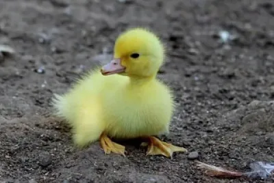 patito