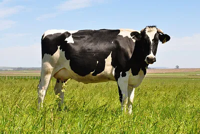 Vaca