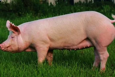 cerdo