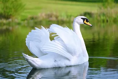 cisne