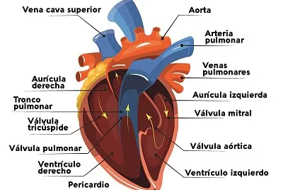 Capas y cámaras del corazón jigsaw puzzle