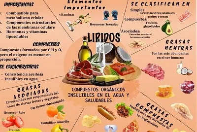 פאזל של lipidos