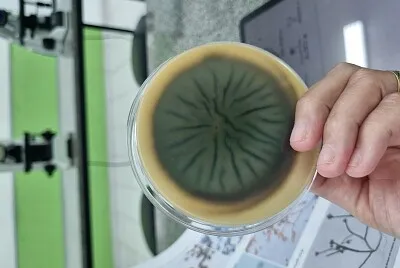 Colônia de demáceo jigsaw puzzle