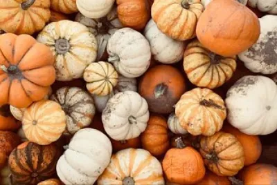 Citrouilles Halloween