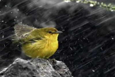 ImÃ¡genes