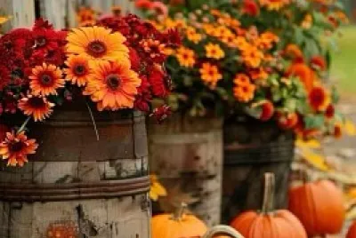 Fall Aesthetics