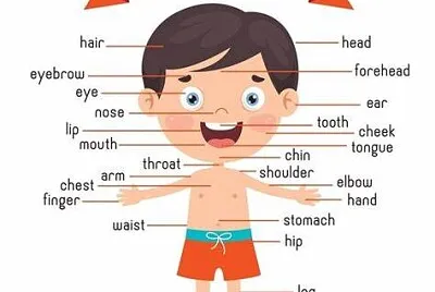 PARTES DEL CUERPO jigsaw puzzle