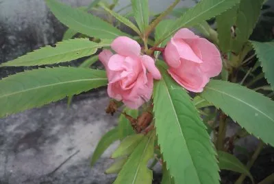 FLORES