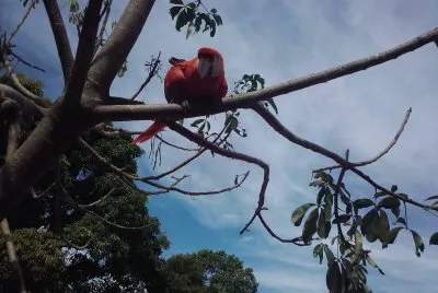 ARARA