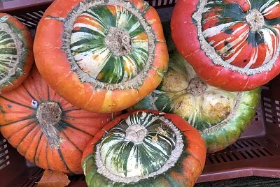 Turban Pumpkins Autumn