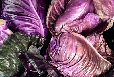 Purple cabbages