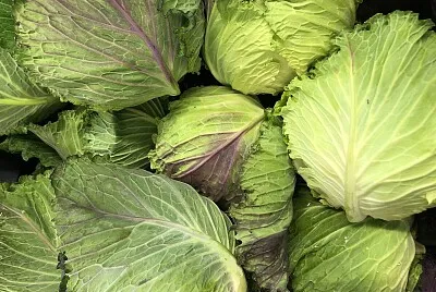 Green cabbages abstract