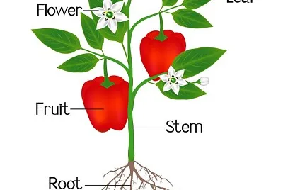 Parts of a plant
