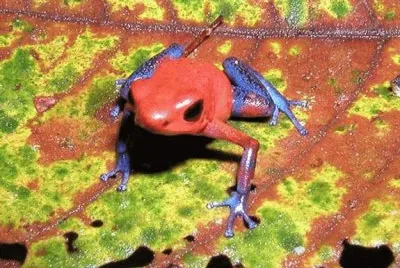 frog multicolour