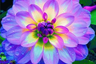 flower