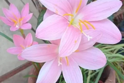 Zephyranthes carinata