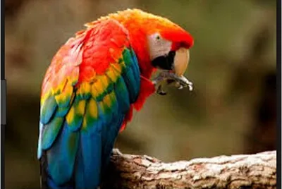 פאזל של PASSARO3