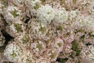 Hydrangea jigsaw puzzle