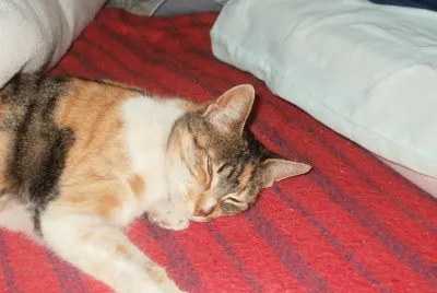 Camy durmiendo