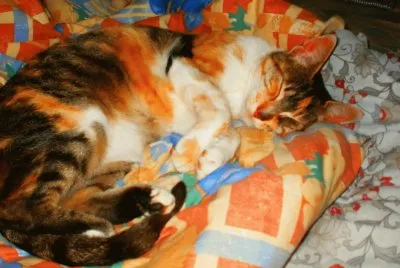 Camy en su siesta