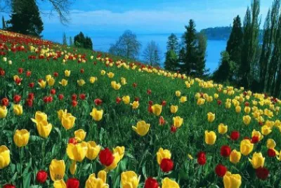 Holland 12 jigsaw puzzle