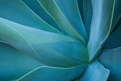 פאזל של Planta