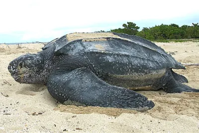 Tortuga g3i
