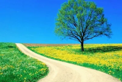 Caminho entre flores