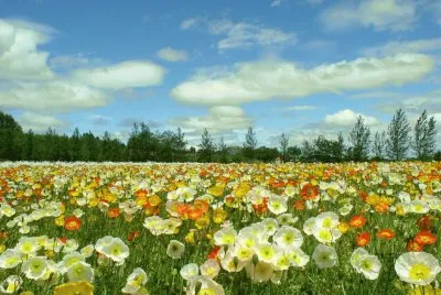 campo primavera