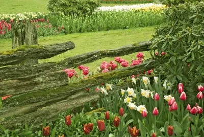 Flores da cerca