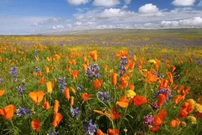 Flores Laranja