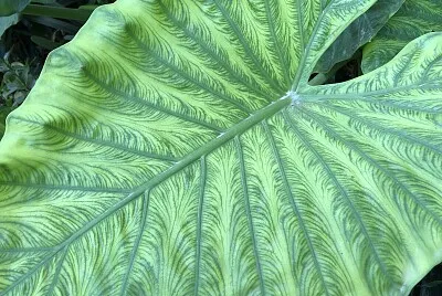 Giant leaf, Palacio de las Dueñas, Seville
