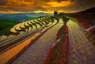 Rice Field