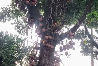 NATURALEZA EN CALI