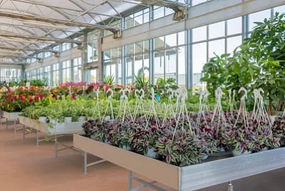 Toy