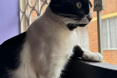 Ari Linda