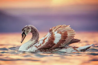 CISNE