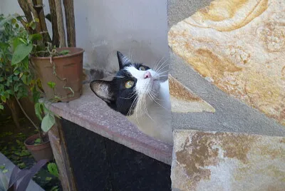 SABU