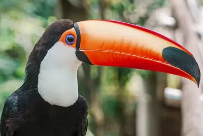 פאזל של Toy