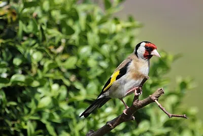 פאזל של Toy