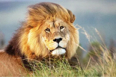 Rey leon
